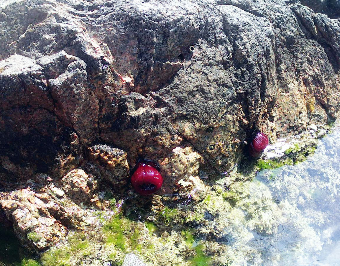 Sa Cambra de Salions