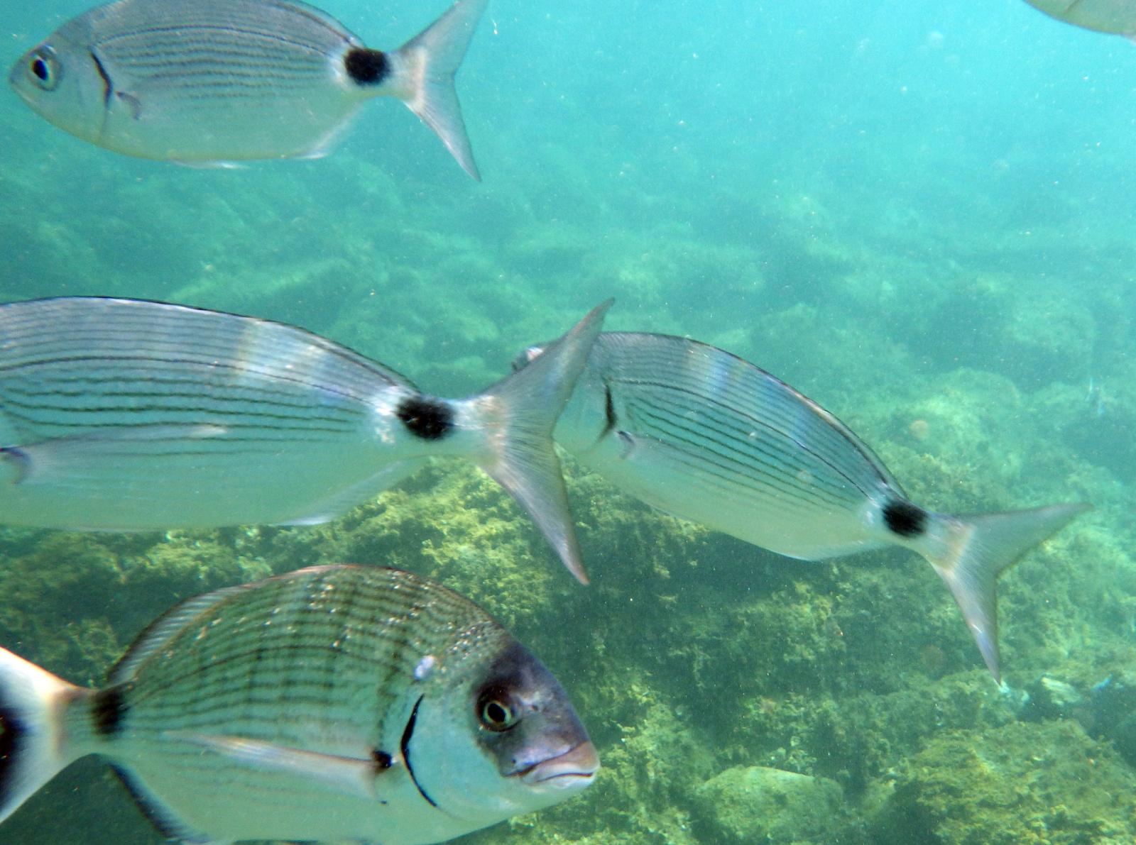 Sentier sous marin Cerb&egrave;re Banyuls