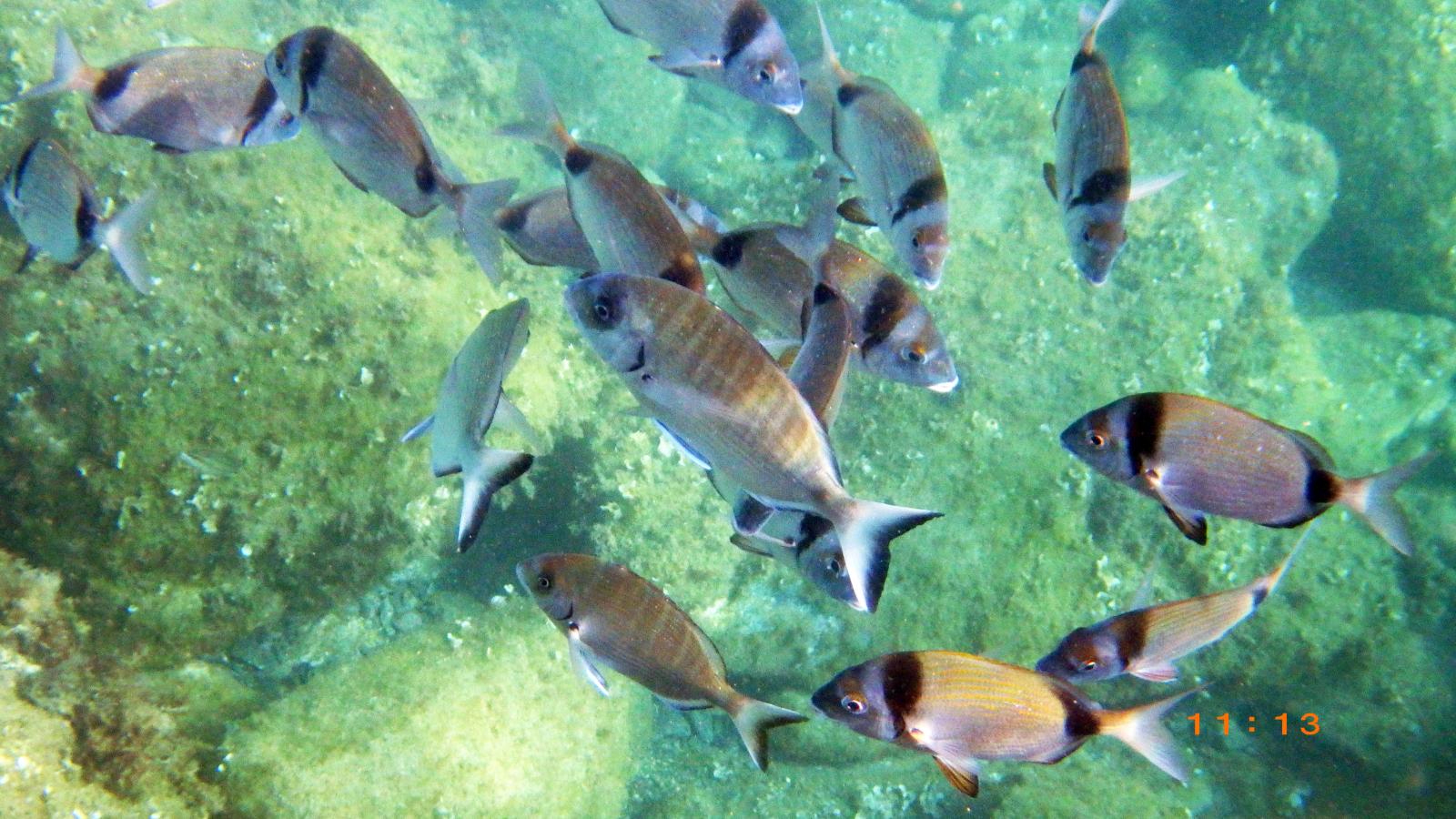 Sentier sous marin Cerb&egrave;re Banyuls