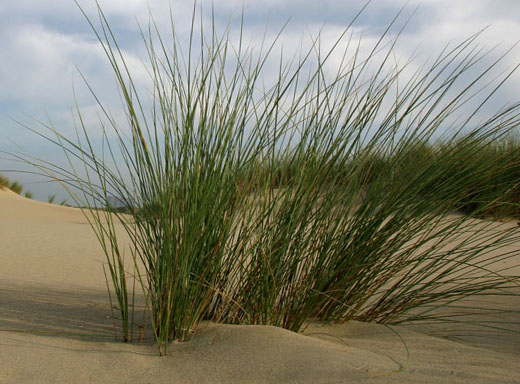 Platja del Borr&oacute; de Fora